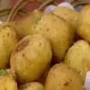 Receita de Bolinho de Aipim com Queijo